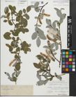 Foto von Salix glabra Scop.
